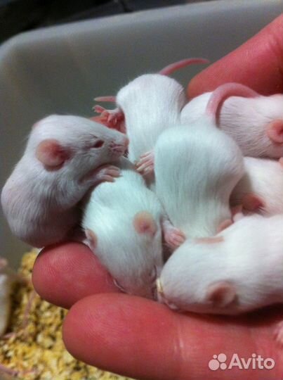 Мыши кормовые,грызуны кормовые