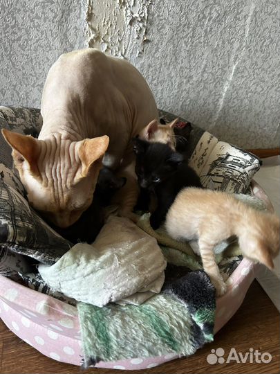 Котята корниш-рекс