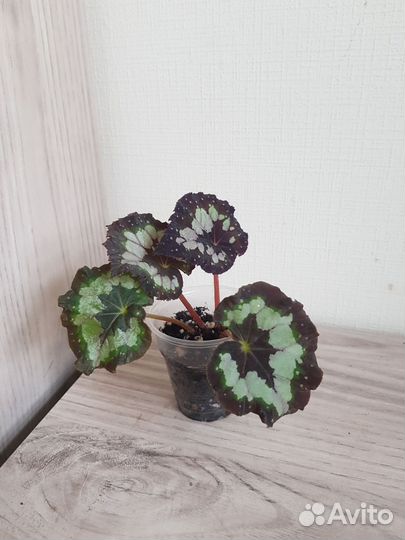 Комнатные цветы 43