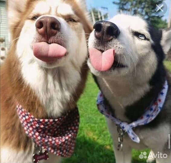 Отдам щенков, бесплатно