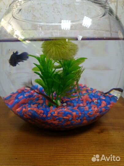 Аквариум с рыбкой