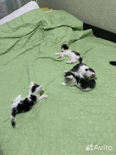 Котята в добрые руки