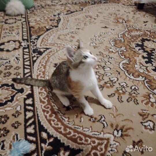 Кошка трехшерстная