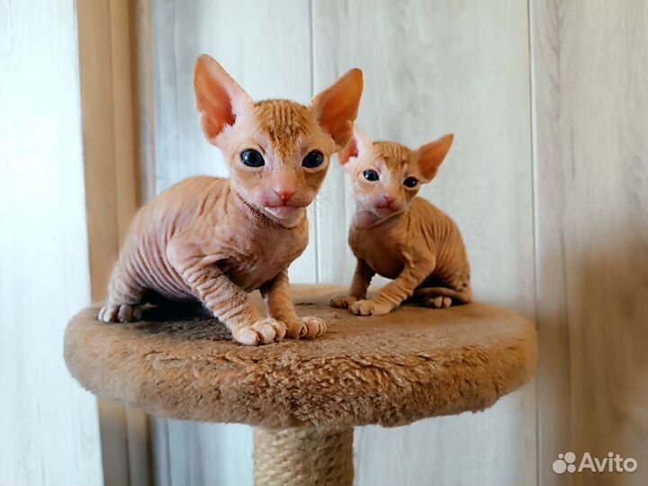 Кошки донской сфинкс