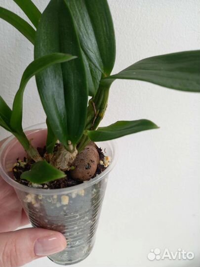 Дендрофаленопсис. Орхидея