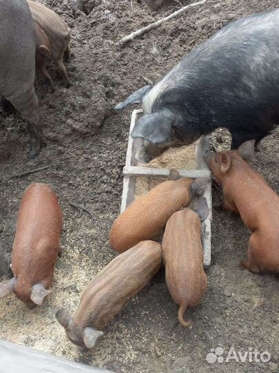 Поросята мангал скрещённые с дюрком