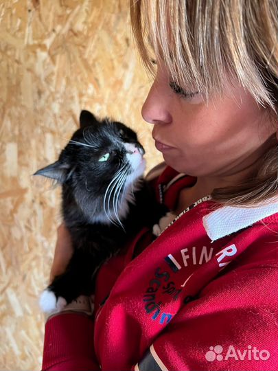 Черно-белая пушистая кошка из приюта