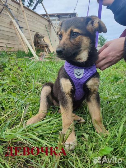 Пристраиваем щенят девочки и мальчики