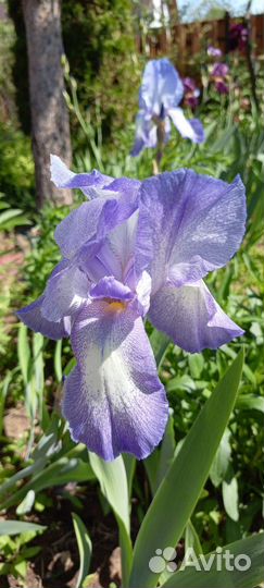 Ирисы