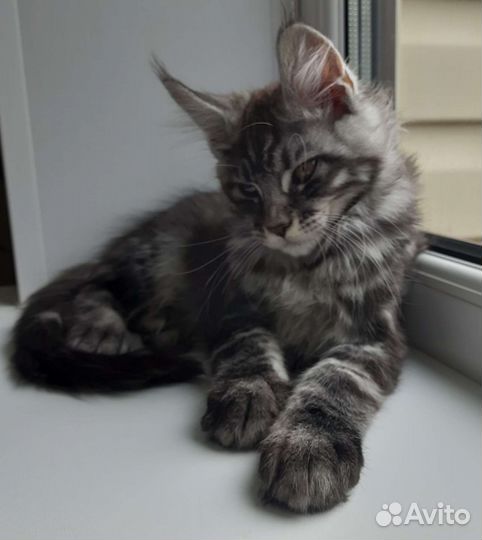 Мейн-кун мальчик