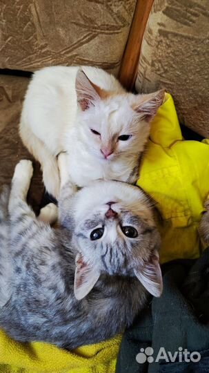 Кошка в дар