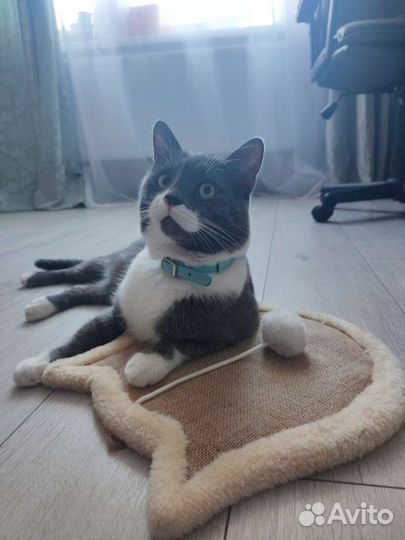 Когтеточка для кошек