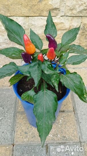 Перец горький комнатный