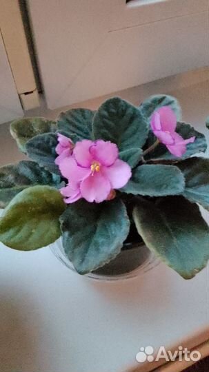 Фиалка Halo's Aglitter