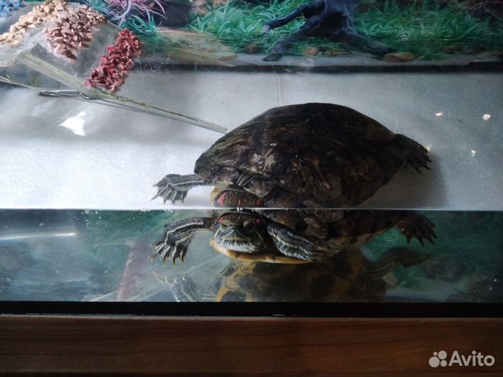 Красноухая черепаха с аквариумом
