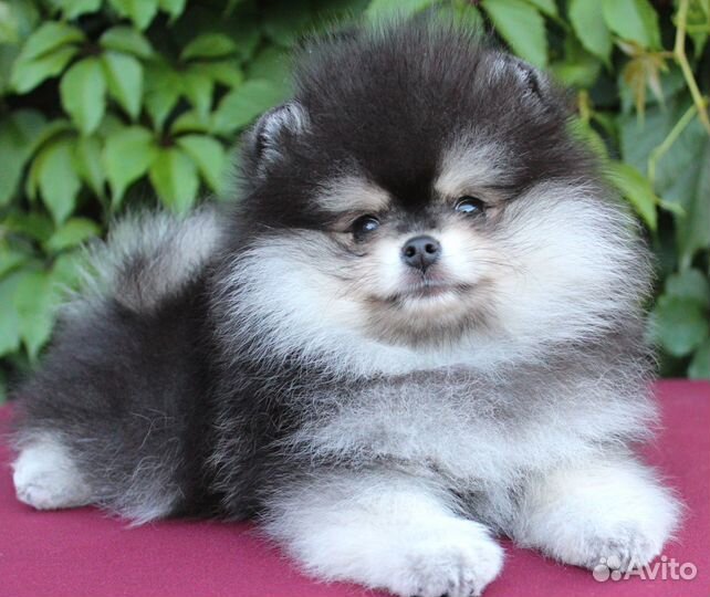 Очаровательные малышки померанского шпица