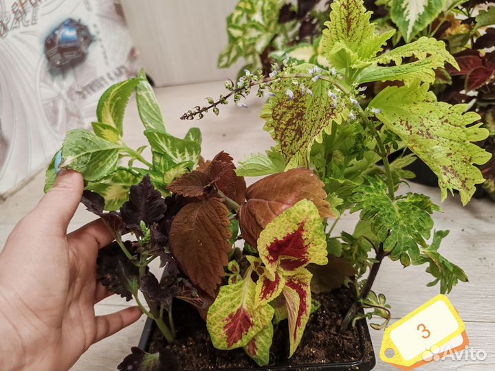 Набор Колеусов