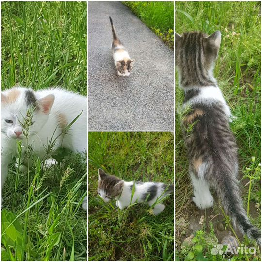 Кошка в дар