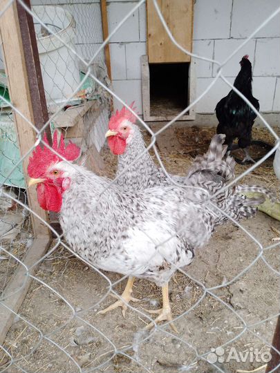 Молодые петухи