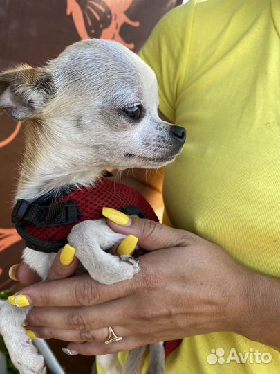 Чихуахуа девочка