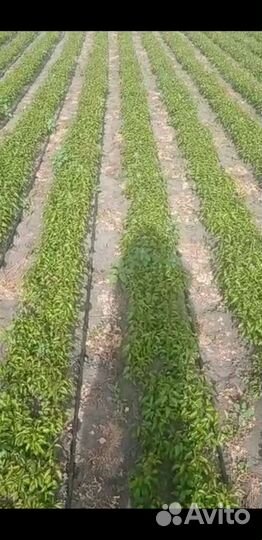 Дичка бронь на осень