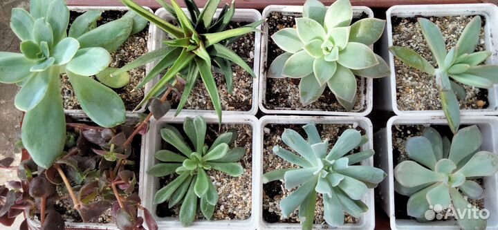 Кактусы и суккуленты. Суккуленты 8 штук в набор