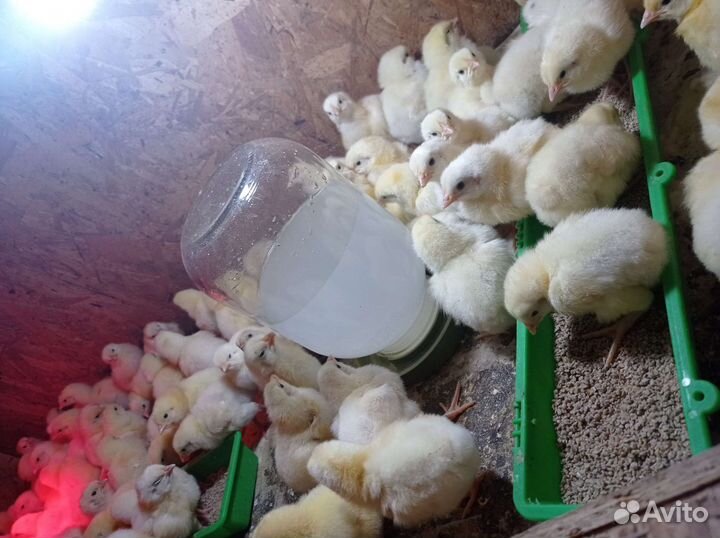 Цыплята бройлера