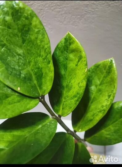 Замиокулькас вариегатный Green on green