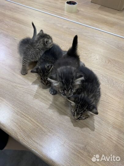 Котята в добрые руки даром