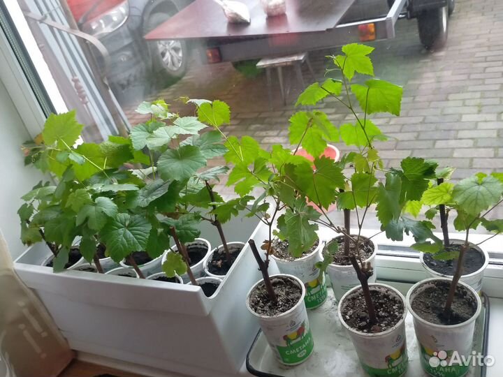 Саженцы винограда