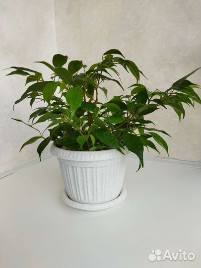 Фикус бенджамина