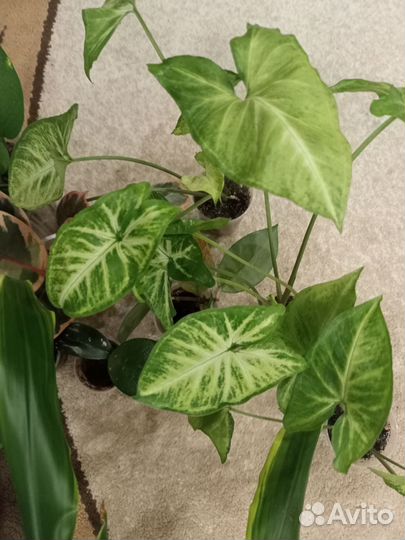 В ассортименте