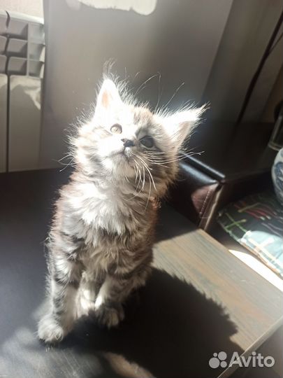 Котёнок Мейн-кун