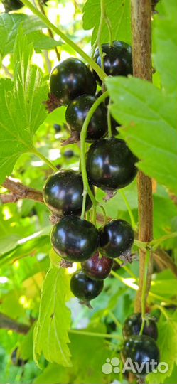 Смородина, малина, черноплодная рябина ягоды