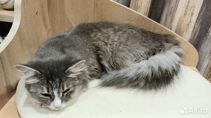 Шикарная красотка фифа