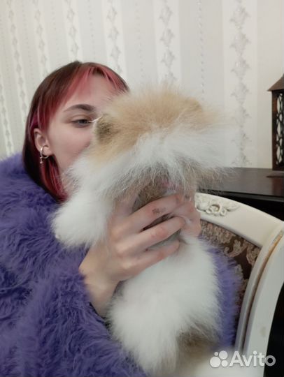 Шпиц красивая девочка