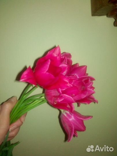 Луковицы тюльпана