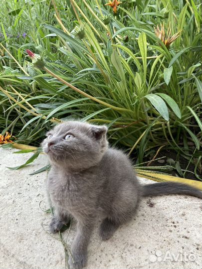 Кошки в добрые руки бесплатно