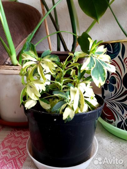 Растения для офиса, кафе, большого дома