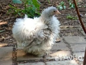 Карликовые кохинхины цыплята и взрослые