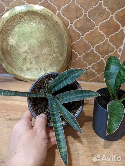 Сансевиерии разных сортов