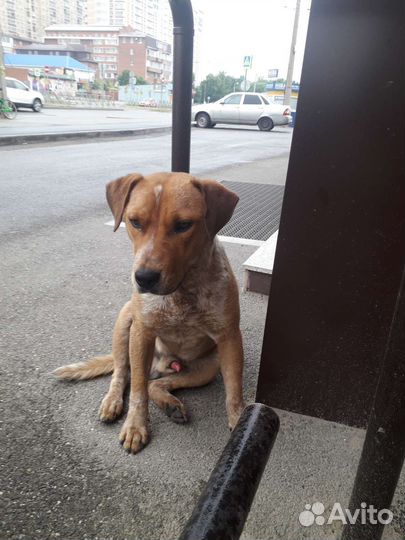 Собака в добрые руки