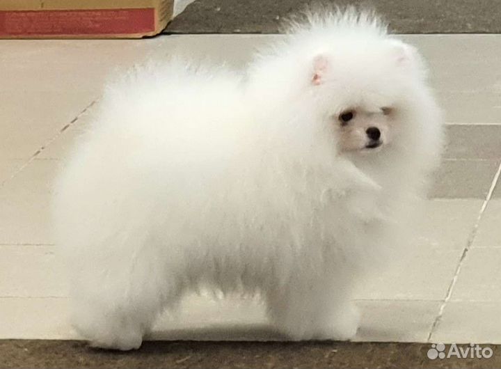 Шпиц белый для вязок