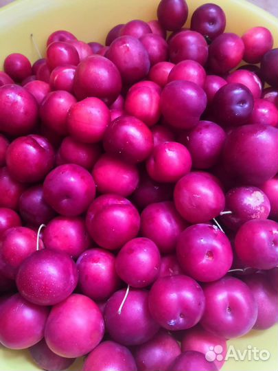 Ранняя слива