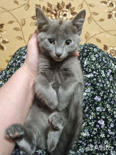 Отдам катенька в добрые руки