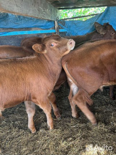 Бычки от 5 до 10 месяцев