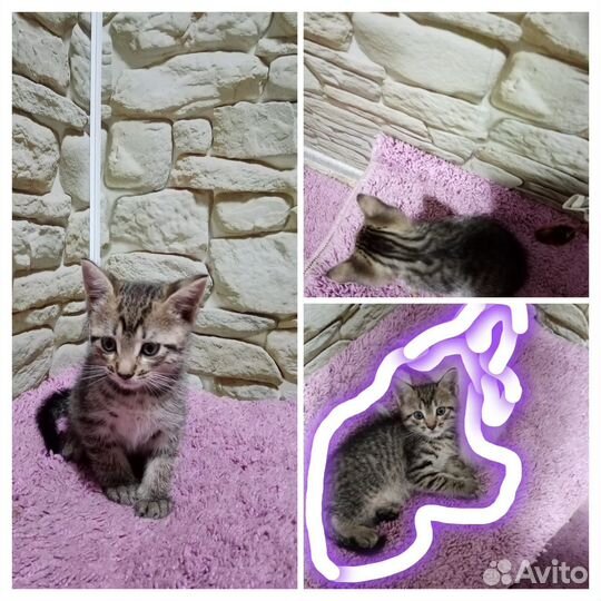 Кошка в дар