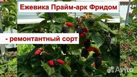 Саженцы ежевики Прайм Арк Фридом