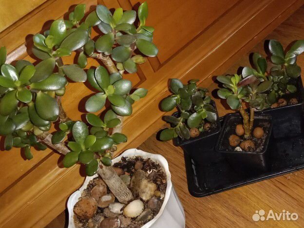 Толстянка - Денежное дерево