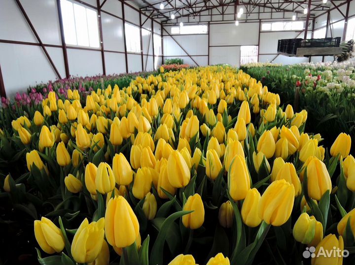 Тюльпаны мелкий, крупный опт от 500 шт
